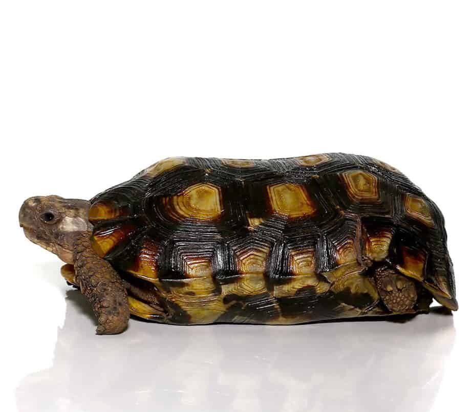 Speke’s Hingeback Tortoise for sale