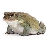 toads for sale online