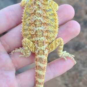 2023 Baby Bearded Dragon for sale