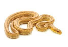 Buy Yellow Rat Snake near me