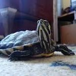 Yellow Bellied Slider Turtle for Sale